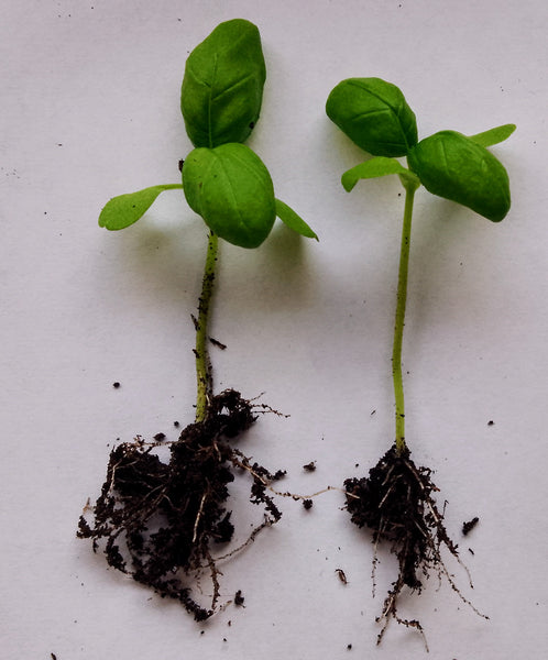 Holy Basil young plants x 2 ready for planting - Letterbox friendly box