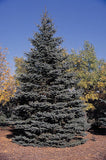 Colorado Blue Spruce seedlings - Letterbox friendly box
