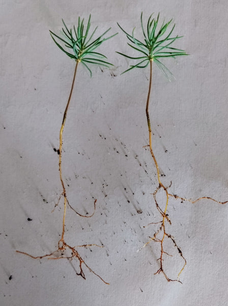 Colorado Blue Spruce seedlings - Letterbox friendly box