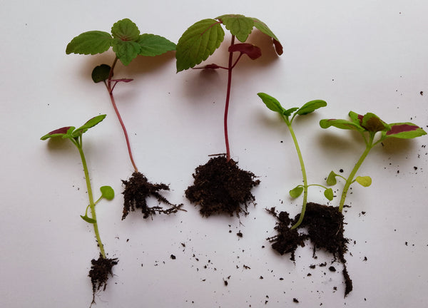 Coleus houseplant seedlings x 5. Letterbox friendly box