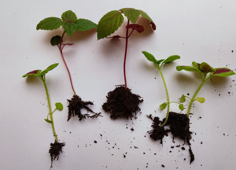 Coleus houseplant seedlings x 5. Letterbox friendly box