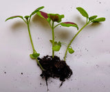 Coleus houseplant seedlings x 5. Letterbox friendly box