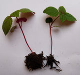 Coleus houseplant seedlings x 5. Letterbox friendly box