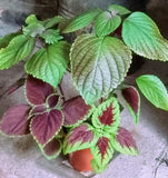 Coleus houseplant seedlings x 5. Letterbox friendly box