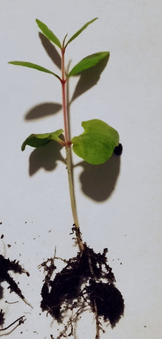 Pomegranate bonsai or garden tree seedling - Letterbox friendly box