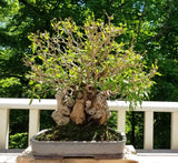 Pomegranate bonsai or garden tree seedling - Letterbox friendly box