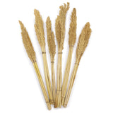 Cantal Grass - x 6